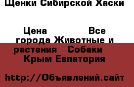 Щенки Сибирской Хаски › Цена ­ 20 000 - Все города Животные и растения » Собаки   . Крым,Евпатория